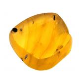 Approx 89-99 Million Year Old Insect in Amber