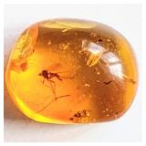 145-66 Million Year old mosquito trapped in amber