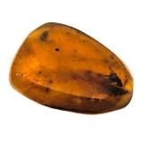 Approx 89-99 Million Year Old Insect in Amber