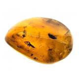 Approx 89-99 Million Year Old Insect in Amber