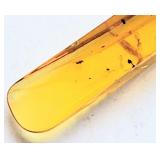 145-66 Million Year old insect trapped in amber