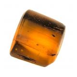 Approx 89-99 Million Year Old Insect in Amber
