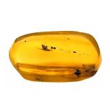 Approx 89-99 Million Year Old Insect in Amber
