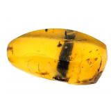 Approx 89-99 Million Year Old Insect in Amber