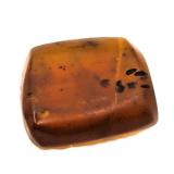 Approx 89-99 Million Year Old Insect in Amber