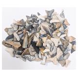 Lot of 10 Random Shark Teeth Fossils from Morocco