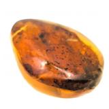 Approx 89-99 Million Year Old Insect in Amber