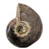 Ammonite Cephalopods Fossil 0.73'x0.63'x0.27'
