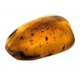 Approx 89-99 Million Year Old Insect in Amber