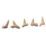 Lot of 5 Random Shark Teeth Fossils from Morocco