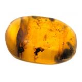 Approx 89-99 Million Year Old Insect in Amber