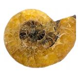 Ammonite Cephalopods Fossil 1.18'x1.04'x0.30'