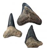 Lot of 3 Random Shark Teeth Fossils from Morocco