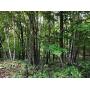 Land for Sale! - 11.83 Wooded Acres in Northern Dunn County, WI