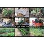 Shady Gardens Shop Items & Plants