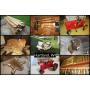 2/2 Becker Family Trust - Bison Taxidermy, Pedal & Toy Tractors, Tools & Household