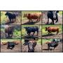 Cow - Calf Pairs & Beef Cattle - Osceola, WI