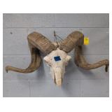 DOMESTIC RAM SKULL