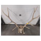 ELK ANTLERS