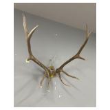 ELK ANTLERS