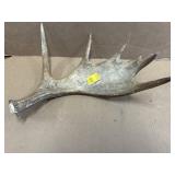 MOOSE ANTLER