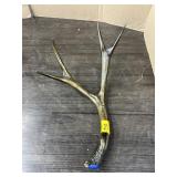 BRONZED DEER ANTLER
