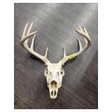 DEER ANTLERS