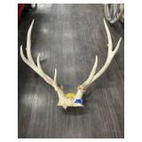 ELK ANTLERS