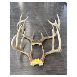 DEER ANTLERS
