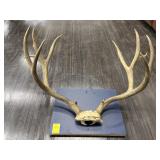 MULE DEER ANTLERS
