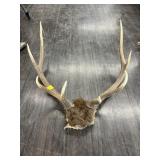 ELK ANTLERS
