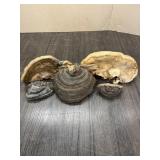WOOD CONKS