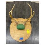 DEER ANTLERS