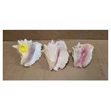 SEASHELLS
