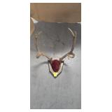 DEER ANTLERS ON PLAQUE