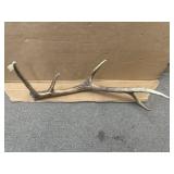 ELK ANTLER