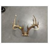DEER ANTLERS