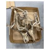 DEER ANTLERS W/SKULLS