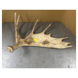 MOOSE ANTLER