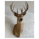 WHITETAIL DEER SHOULDER MOUNT
