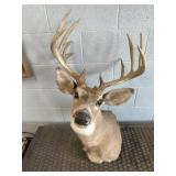 WHITETAIL DEER SHOULDER MOUNT