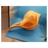 Amazing 20"x10" Large Conch Type SeaShell Specimen