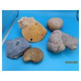 (5) Fossil 3"ish Specimens Artifacts