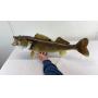 Mounted Walleye