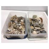 2 totes of seashells