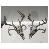 Skull mounted deer