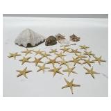 Seashells