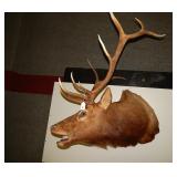 Beautiful Large Elk Bugling Taxidermy Mount