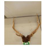 Small Elk Antler Rack