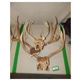 Lot of Smaller Deer Antler Racks